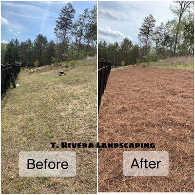 Pine needle before and after pictures.