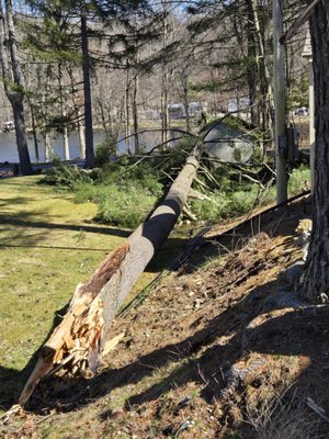 Nature Tree Service