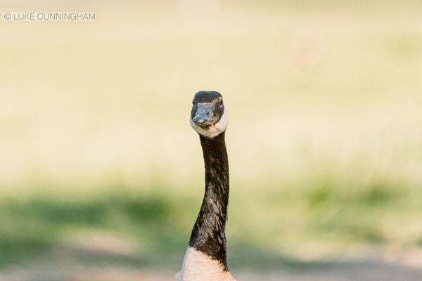 Vasona Lake County Park | Los Gatos