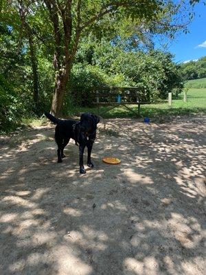 Winnie and newly found frisbee.