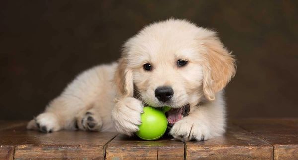 Puppy Parade