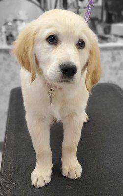 Golden Puppy's first grooming