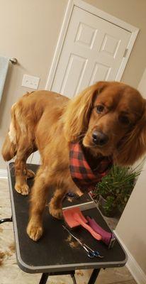 Bailey's first groom