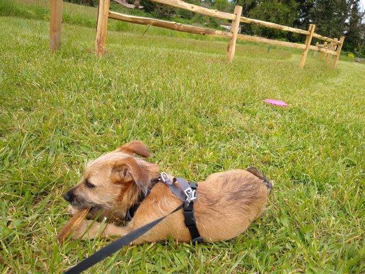 Newberg Animal Shelter