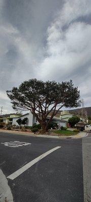 A beautifully pruned Italian Stone pine by us. Winter is coming and the rains are here. Time to get your trees done call me at 415-710-8353