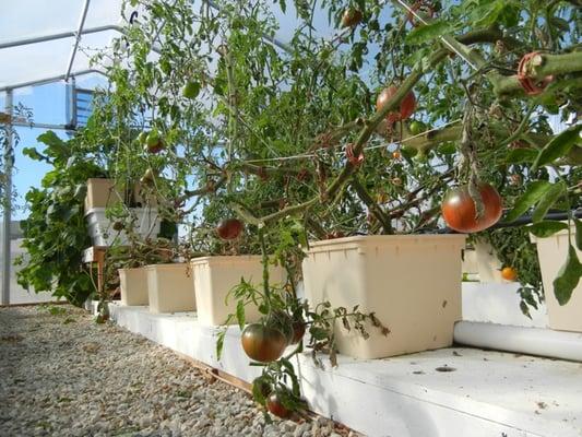 These are buckets that are used in our greenhouse.