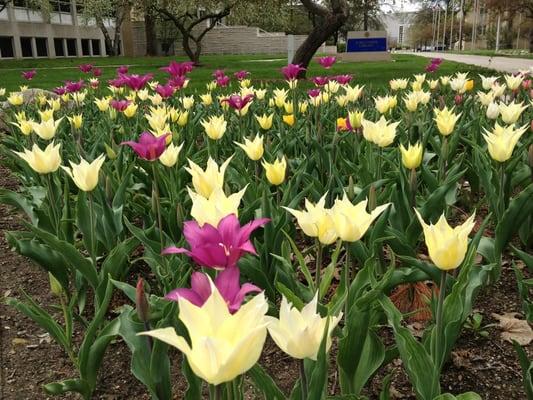 Beautiful tulips out front for graduation