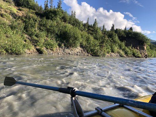 Beaver sightings on the Nenana River Canyon Run rafting tour