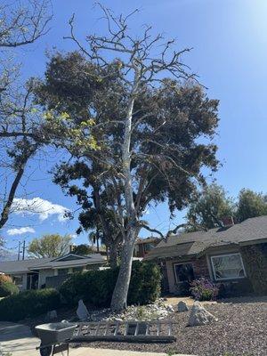 Tree Removal 
Cut Down & poisoned 
        (Before)