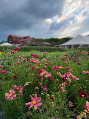 Pick an organic bouquet!