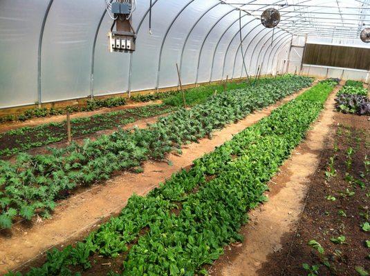 Fresh produce from our greenhouses harvested several times per week.