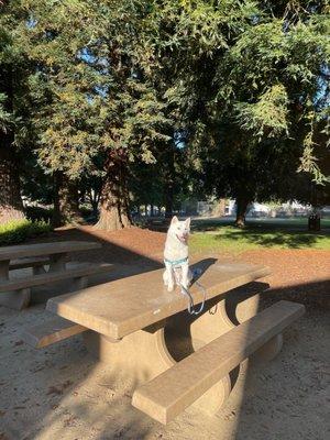 grass, giant redwood trees, picnic benches, bike track