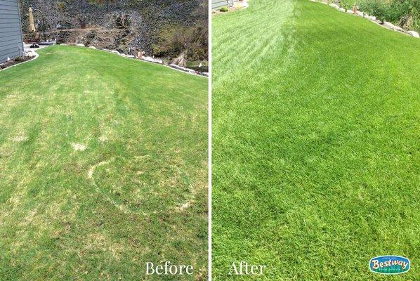 Lawn Disease  Control