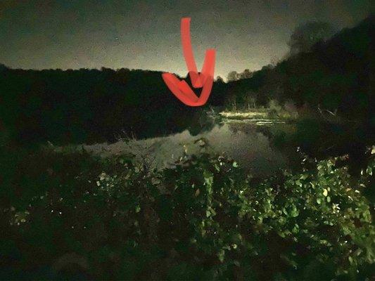 Welkinweir -- beaver den at night, with beaver family swimming around