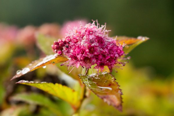 Some beautiful flowers located on the grounds.