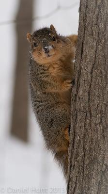 Winter squirrel in Valhalla