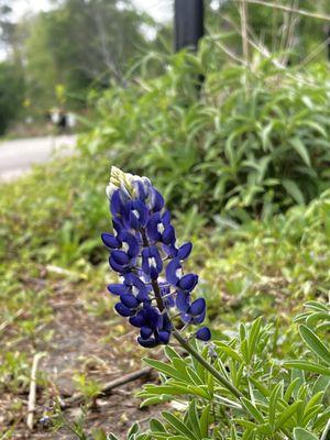 Bluebonnets here!