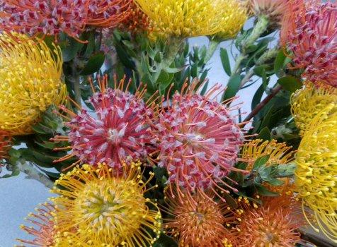 Pincushion Protea in the fresh Tampa cooler