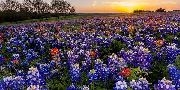 Texas Blue Bonnets