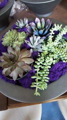 Succulent bowl