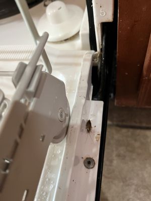 Cockroach in dishwasher.