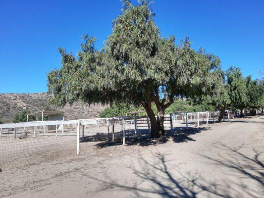 Lots of trees provide natural shade and greenery.