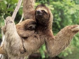 Mother and baby sloth, Costa Rican rainforest.