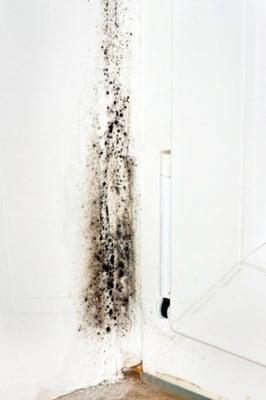 Mold on a white wall.