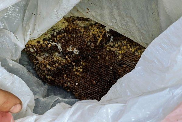 Yellow jacket nest with queen and larvae.  Inside a papery shell.  PCI removed this from our attic.