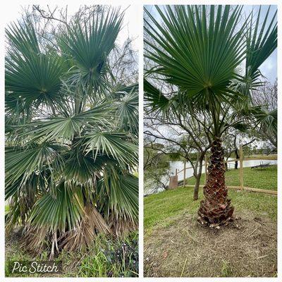 Trimming up a palm