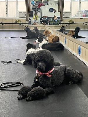 Obedience class