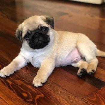 Beautiful Pug Puppies