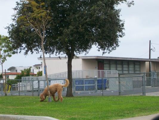 Wealthy neighbors sometimes use the children's school as a dog park.