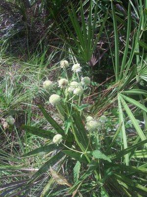 Pinelands Preserve