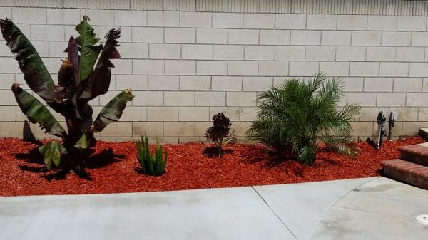 Pygmy palm red mulch and red banana tree