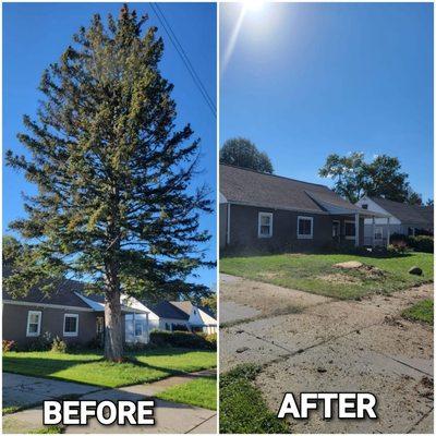 Today's Tree Job.
 

#kdtree #treecareservice #unwantedtrees #treeremoval