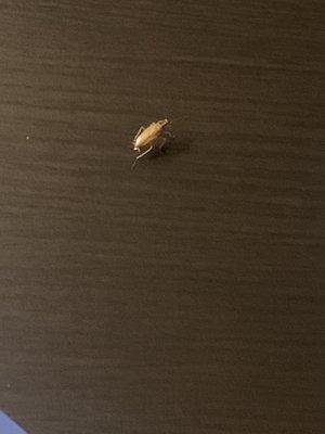 One of the many cock roaches in my hotel room at the Clarion Inn, which is owned by Choice Hotels.