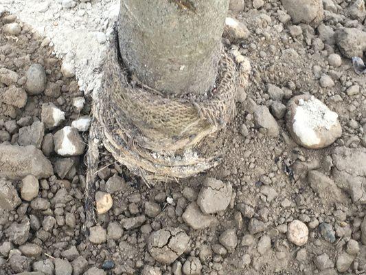 Leaving the burlap and twine on the rootball, and leaving the burlap exposed above the soil so it can dry out the rootball and kill the tree