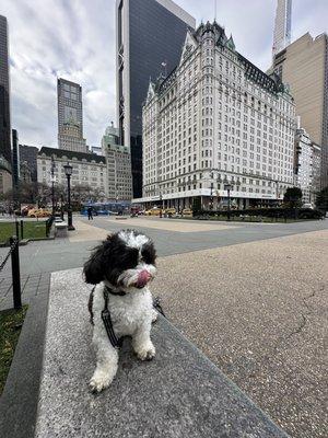 Mister, our Maltipoo.