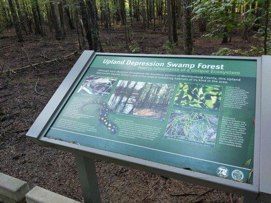 "Upland Depression Swamp Forest" info board - summer