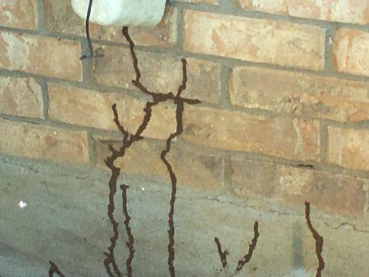 Agricultural Termites forming on foundation of a home