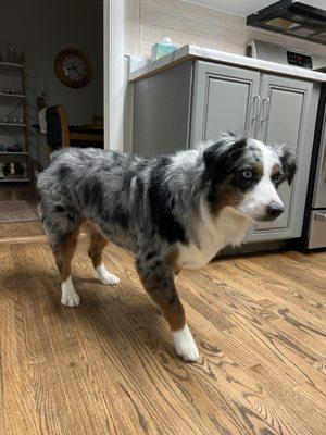 Luna, Australian shepherd