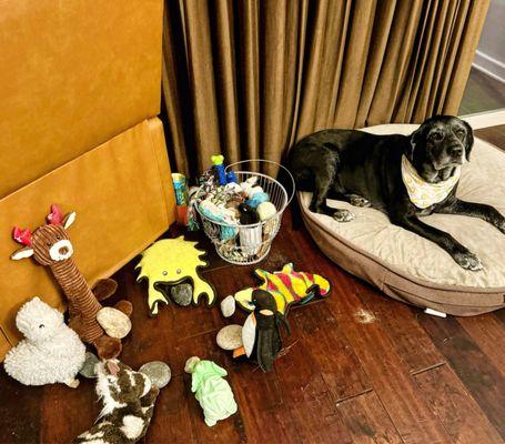 Lucky and her favorite toys from her favorite spot to shot.