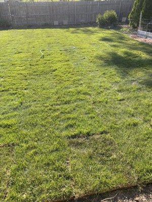 New sod application !!! 100% satisfaction guaranteed!!