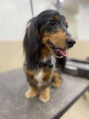 Millie waiting patiently for her haircut!