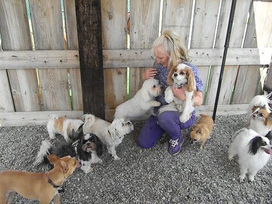 Sunshine Doggy Resort and Daycare