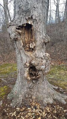 One gnarly old tree