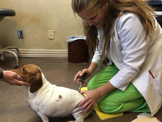 Dr Wright adjusting a dog with a vet referral.