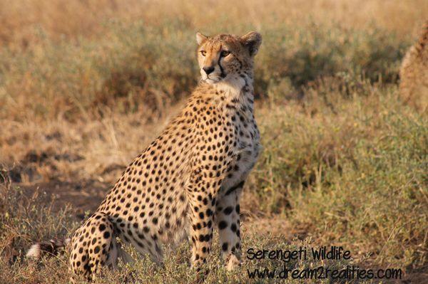 Get closer photos of the cheetah