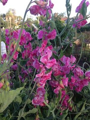 amazing flowers - peas, actually - in the Garden!